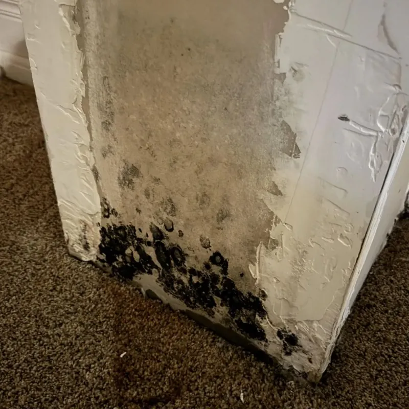 Professional Mold Removal in New Buffalo, MI